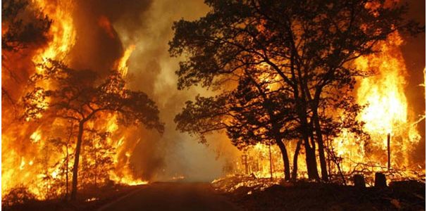 Kebakaran Hutan Buatan Manusia Di Kalimantan Barat